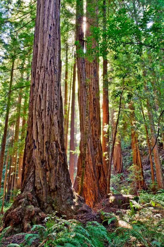 Muirwoods