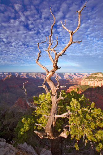 north rim grand canyon