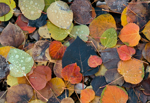 Sundance Leaves