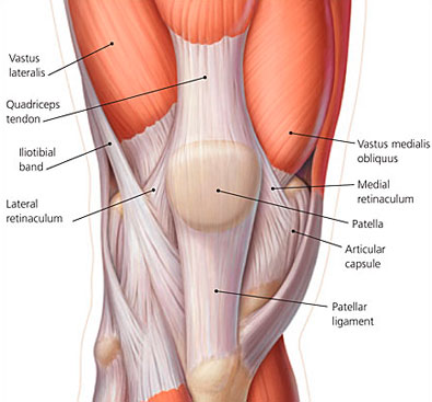 vastus medialis obliquus